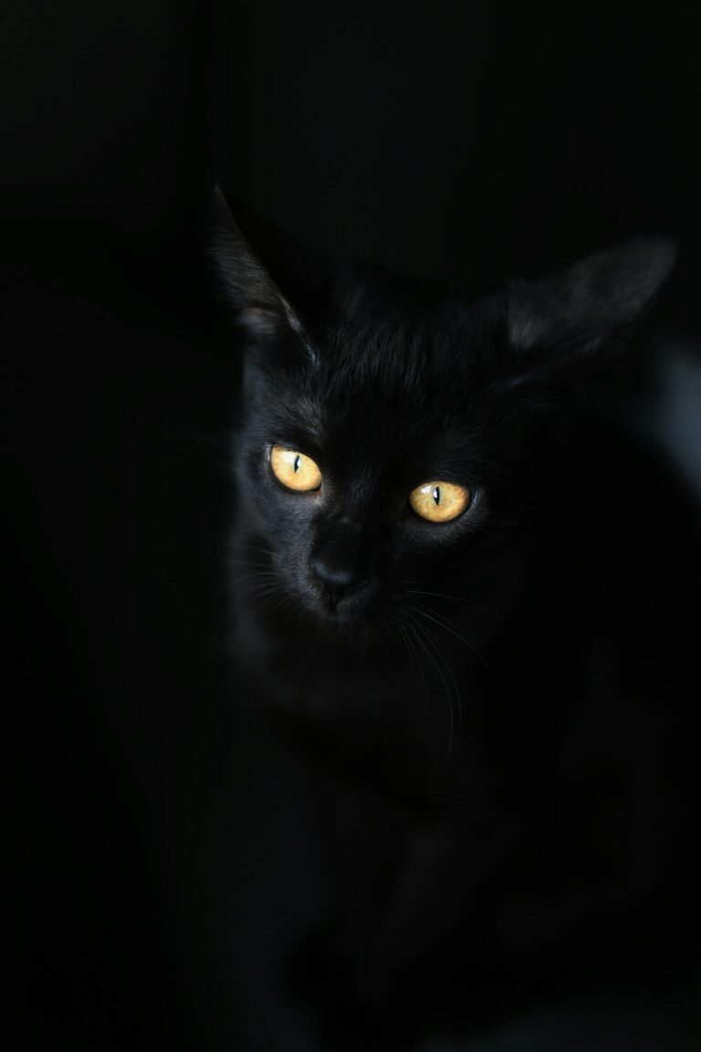 Black Cat Energy: 10 Rules To Never Chase Men Again!