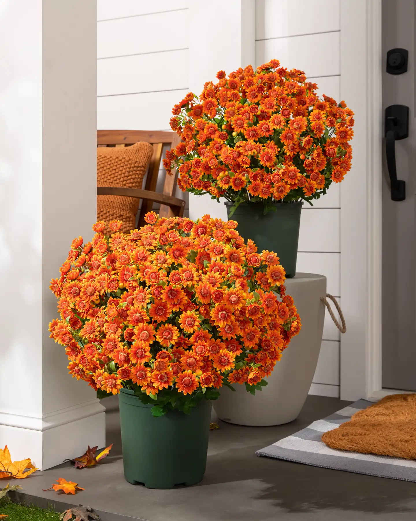Sunset Mums