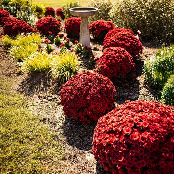 Faux Mums